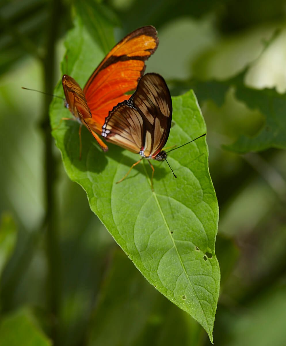 Mariposas Putumayo